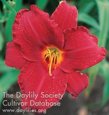 Daylily Scarlet Apache
